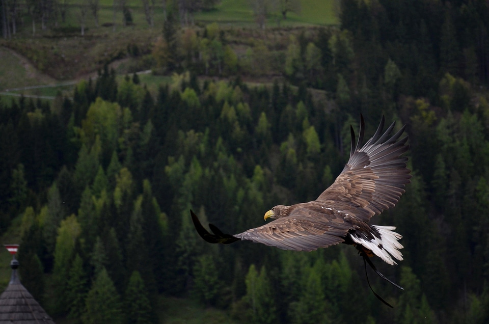 Animal bird eagle