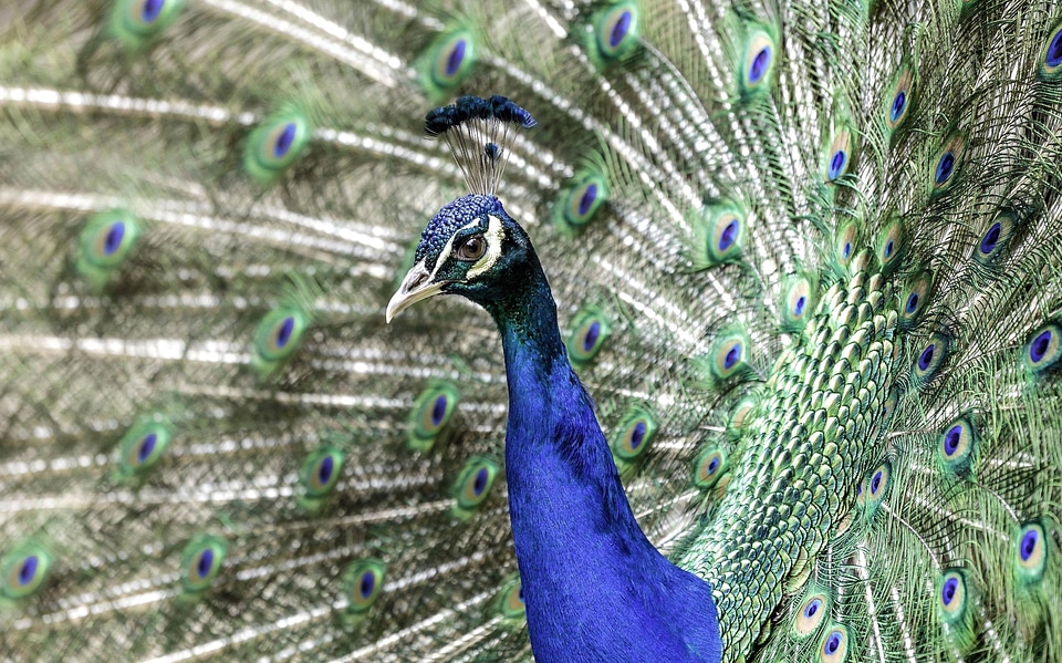 Animal beautiful photo bird
