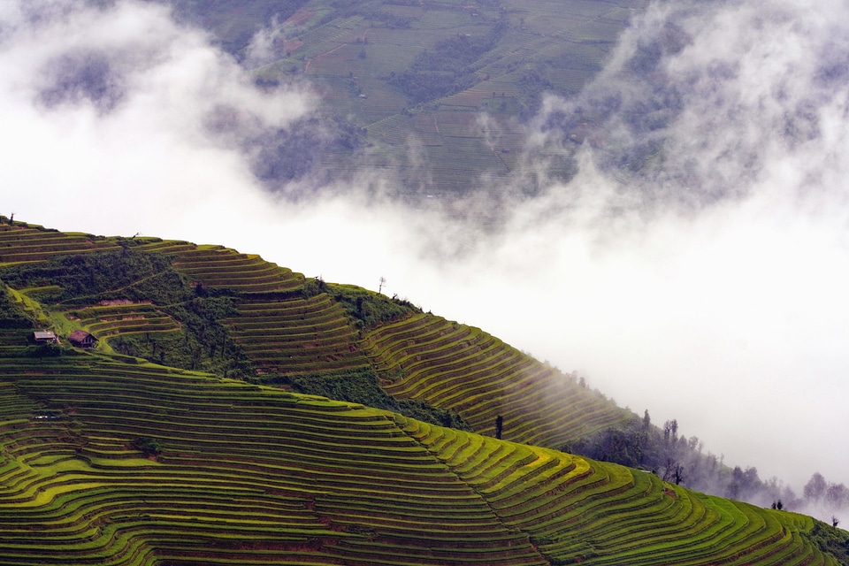 Agriculture crops farming