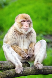 Animal animals fauna