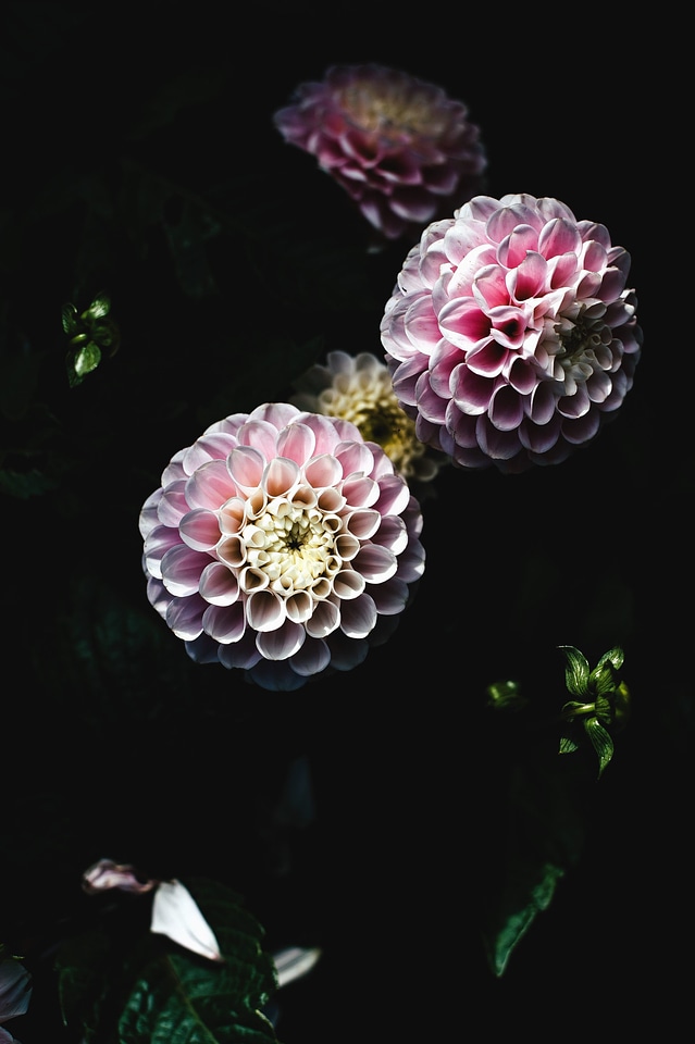 Bloom blossom flora