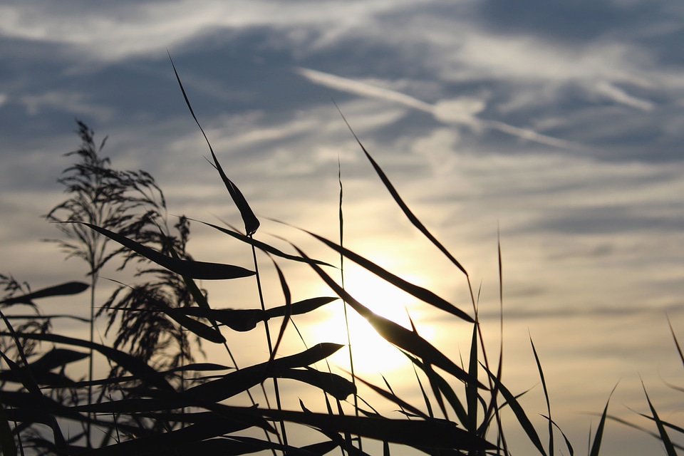 Dusk leaf nature