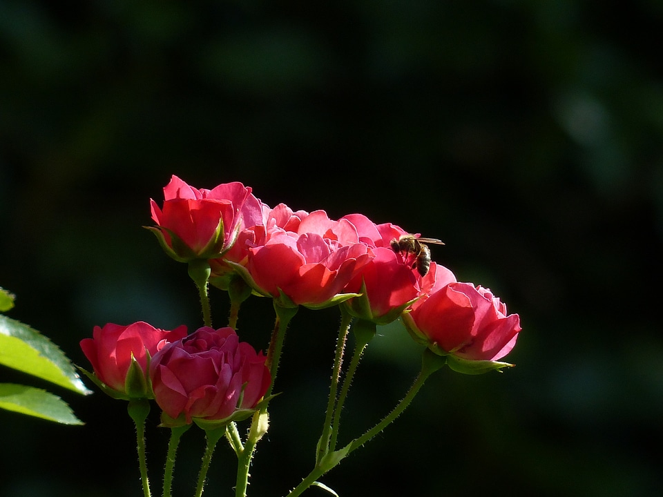 Plant petal rose flower