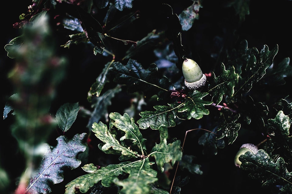 Acorn forest green leaves