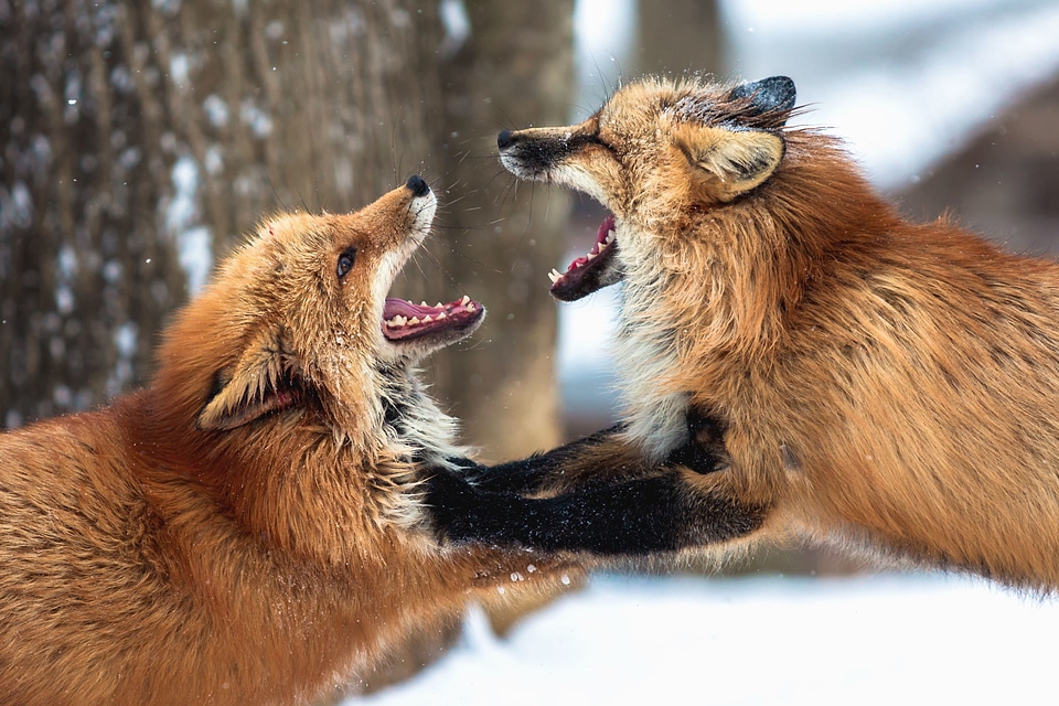 Animal carnivore cold