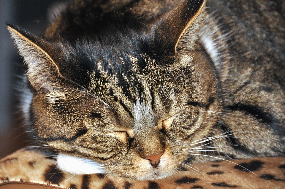 Animal cat domestic cat