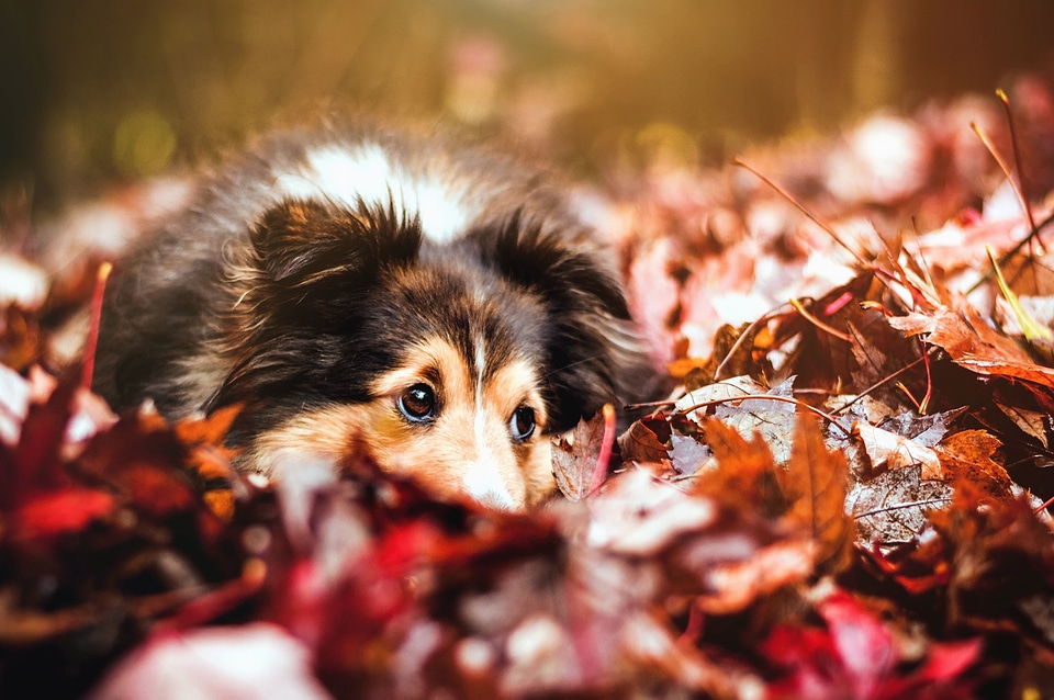 Animal autumn autumn season