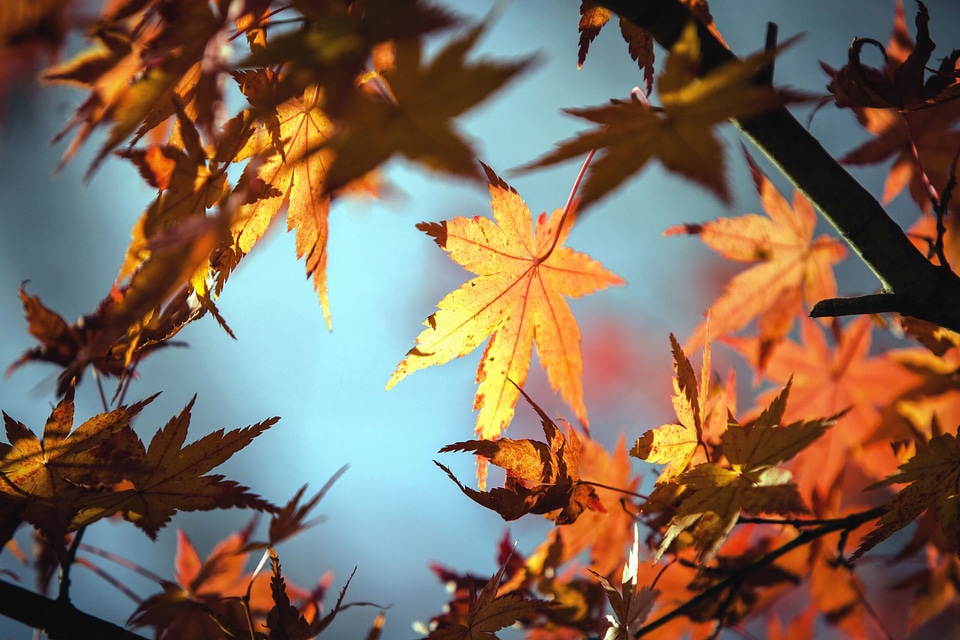 Autumn autumn season branch