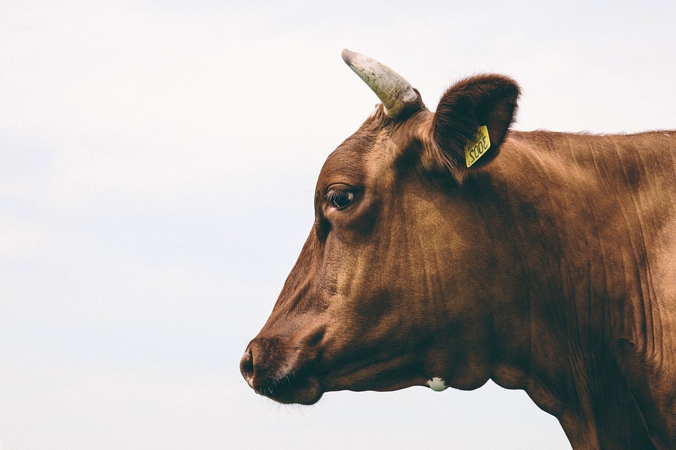 Animal cattle fauna