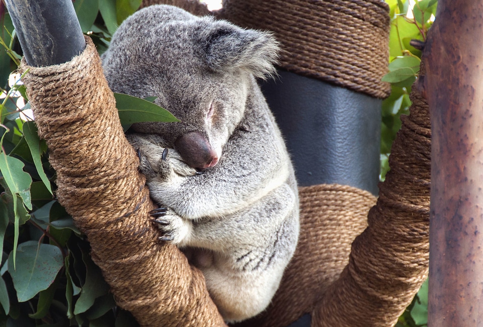 Animal animals beautiful photo