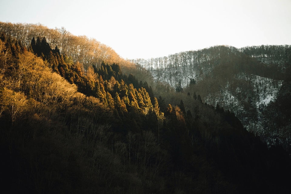 Cold daylight forest