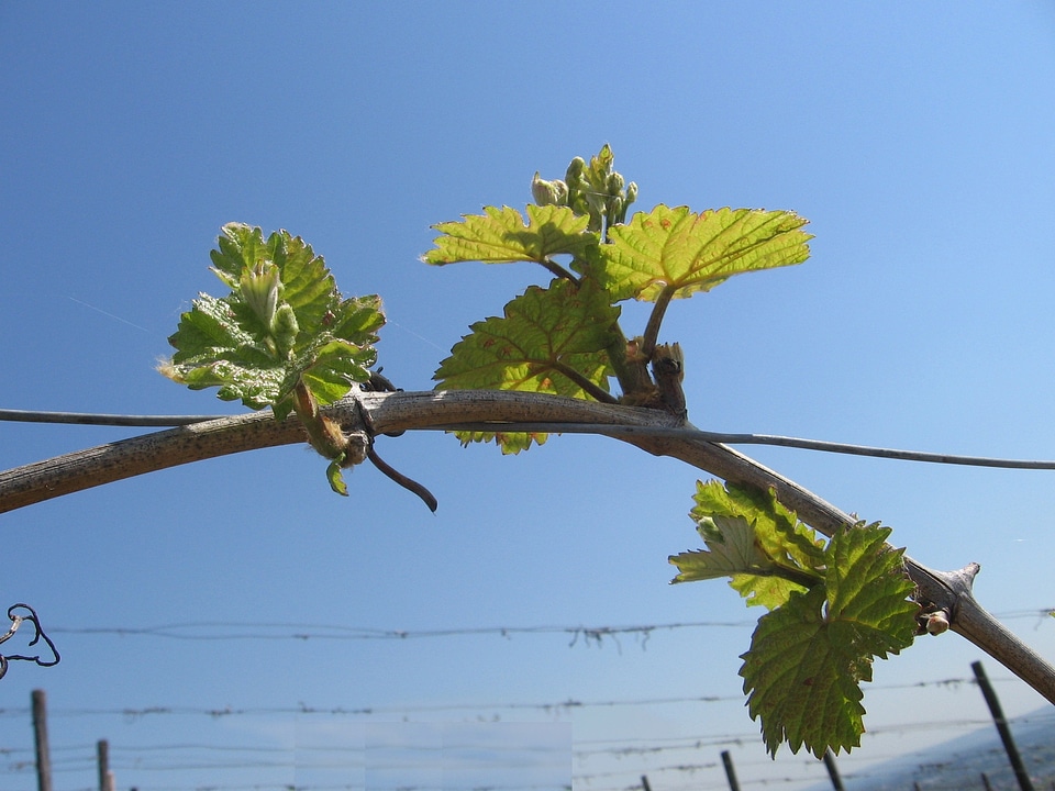Nature leaf vineyard