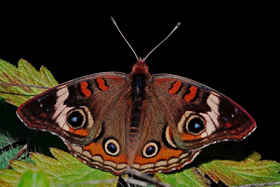 Insect nature entomology