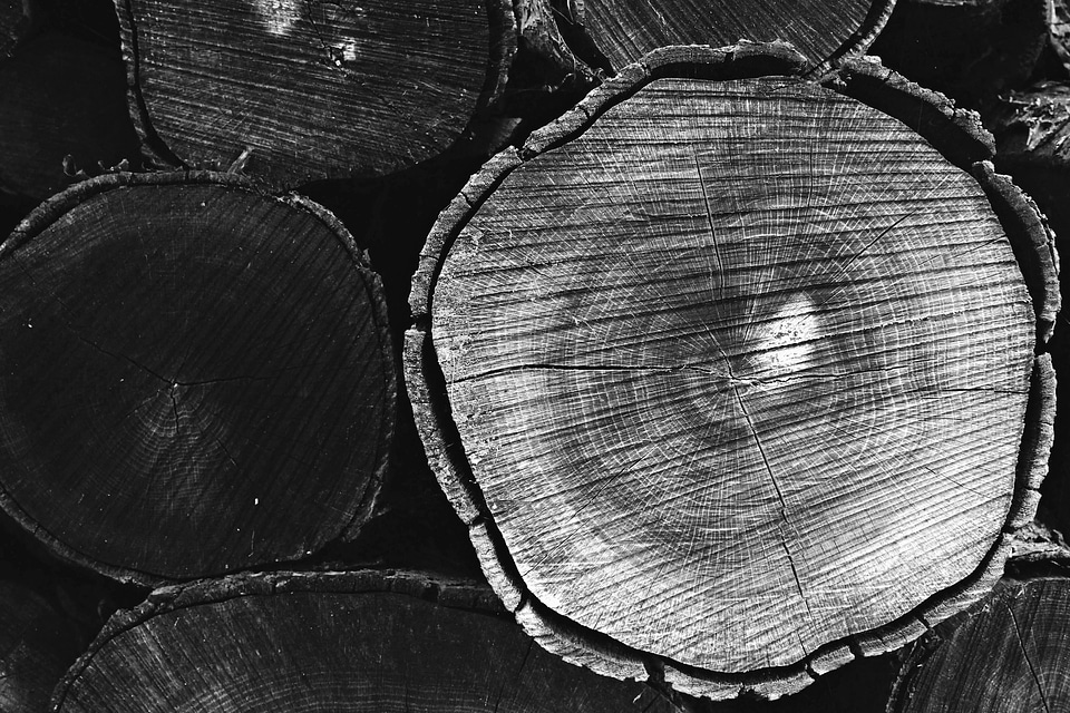 Bark black and white monochrome
