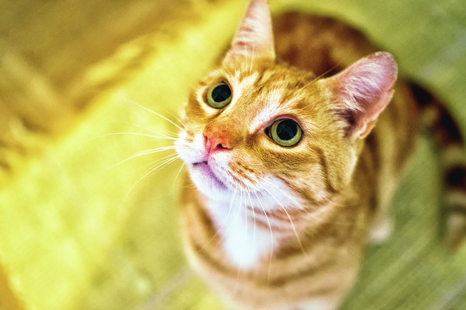 Animal beautiful photo cat