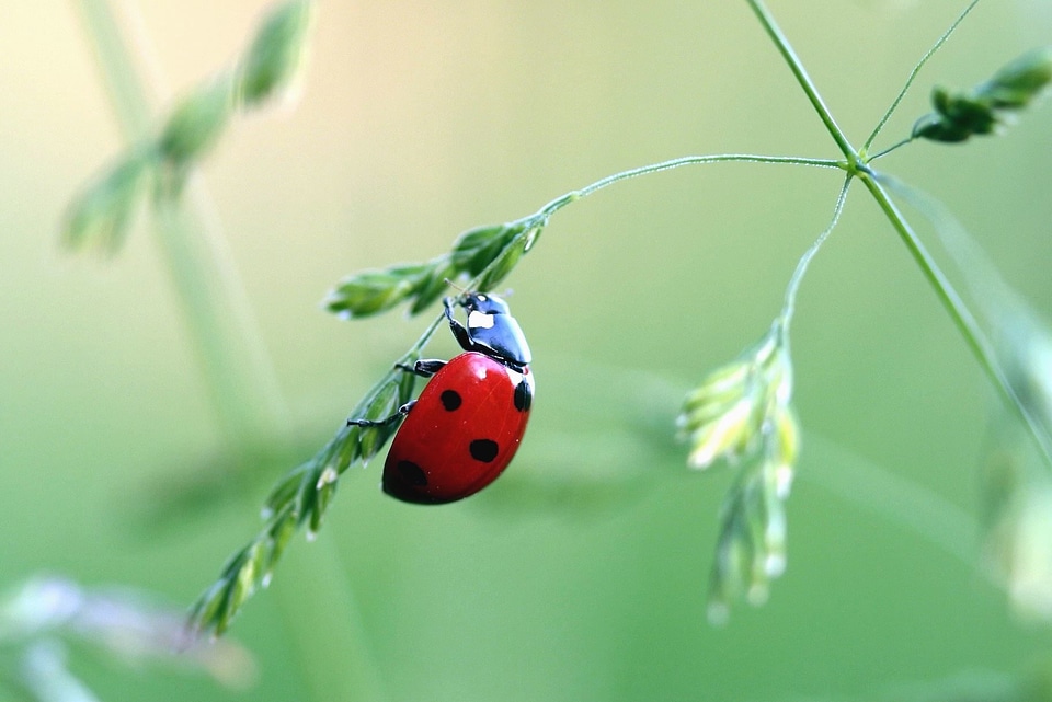 Animal arthropod beautiful photo