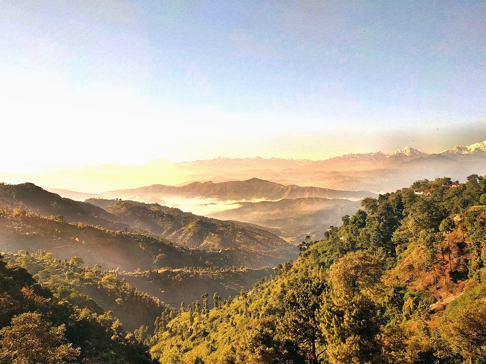 Fog forest landscape