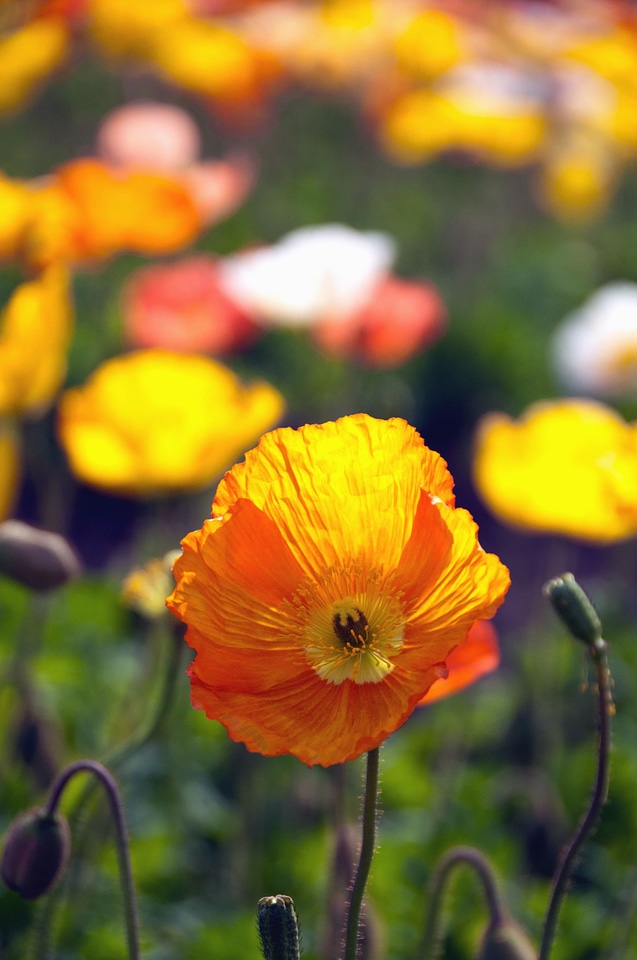 Beautiful Flowers blossom bud