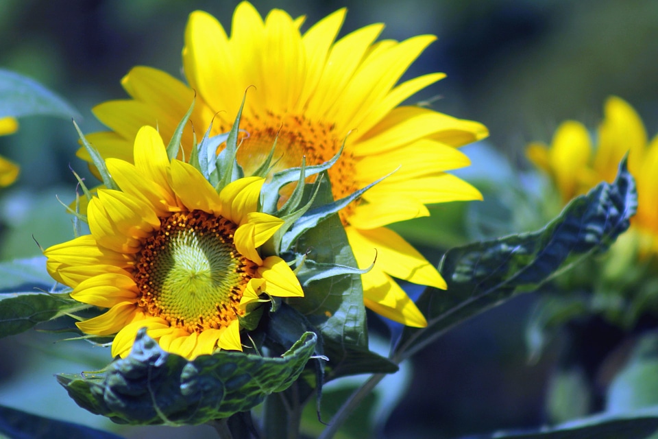 Agriculture beautiful photo blossom