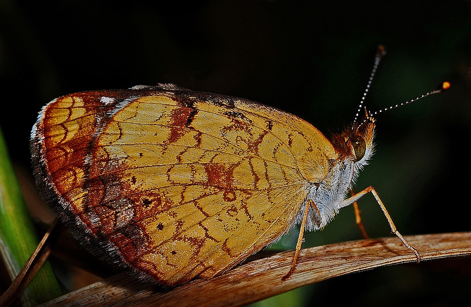 Nature biology animal