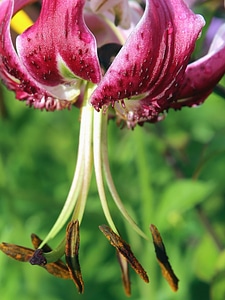 Blossom flora flower