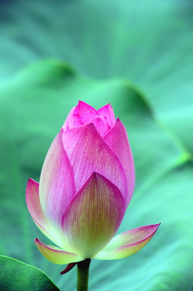 Blossom flora flower