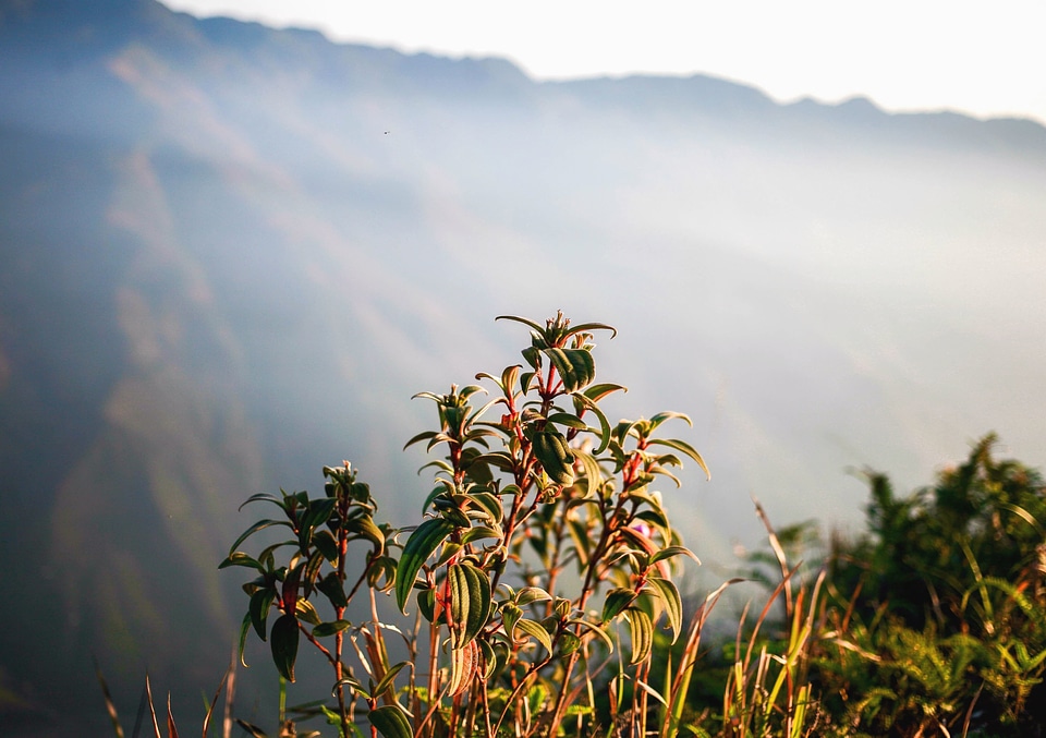 Fog landscape leaf