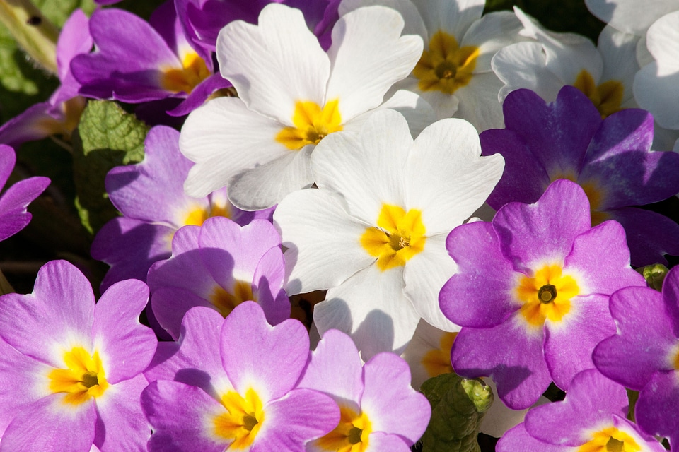 White genus primrose