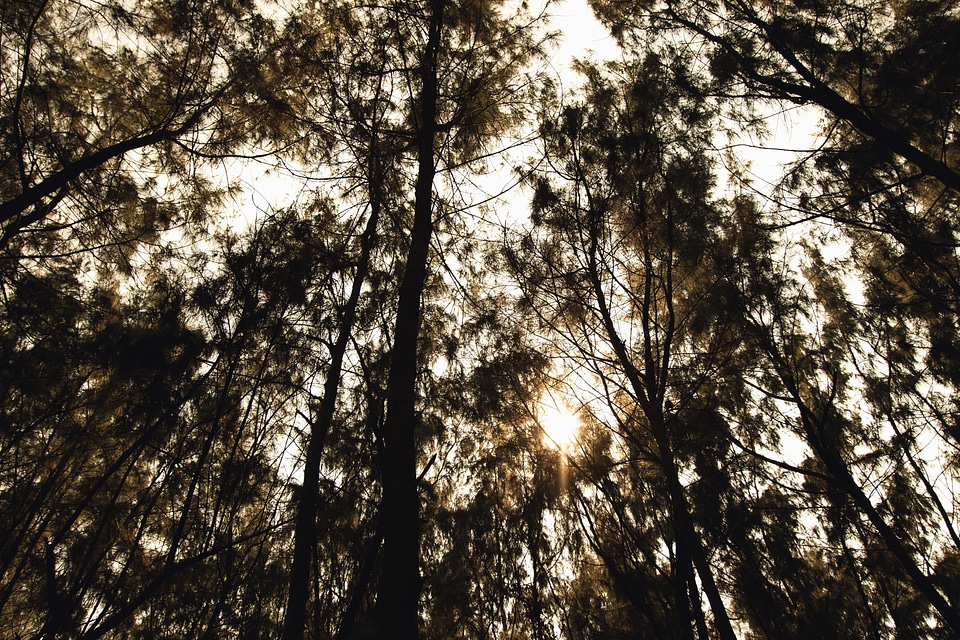 Branch forest landscape