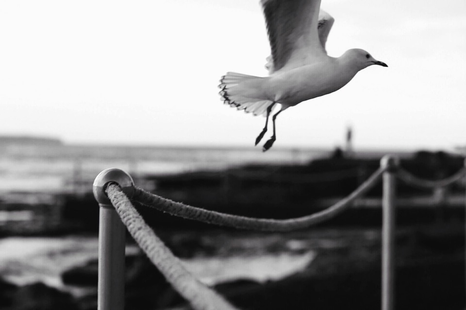 Animal aquatic bird bird