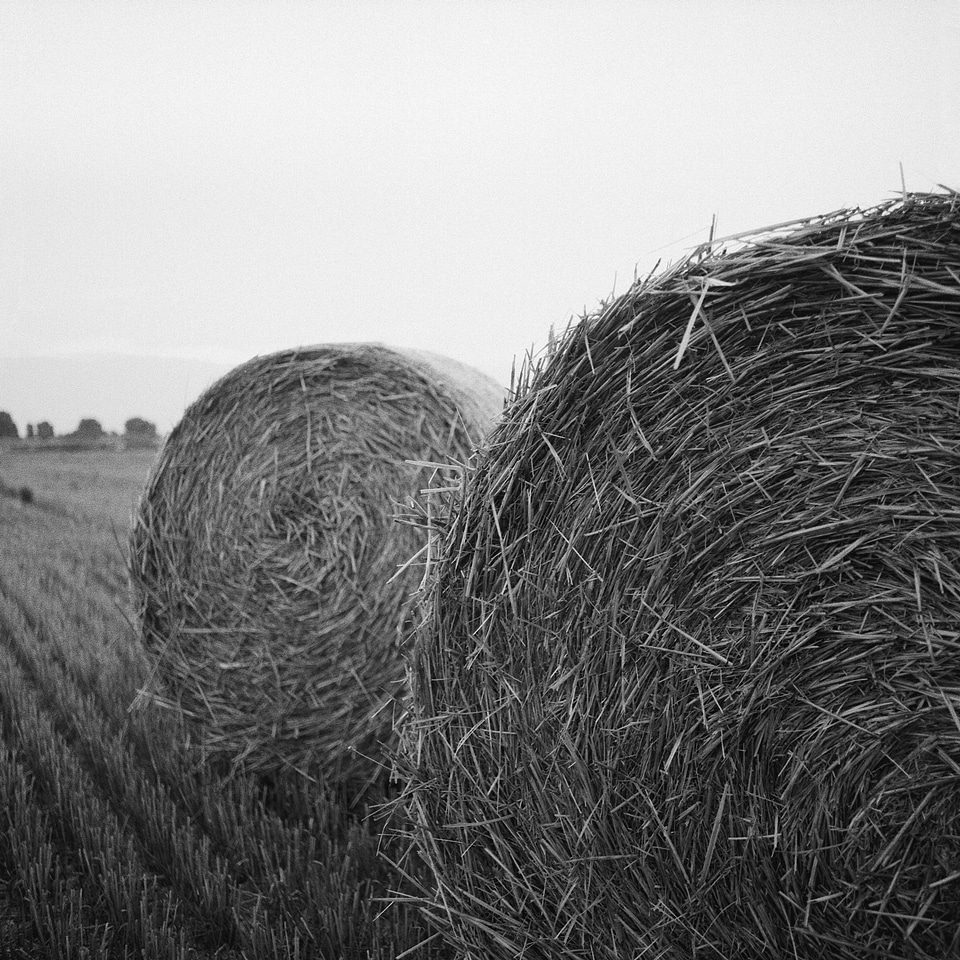 Agriculture black and white farming