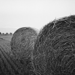 Agriculture black and white farming
