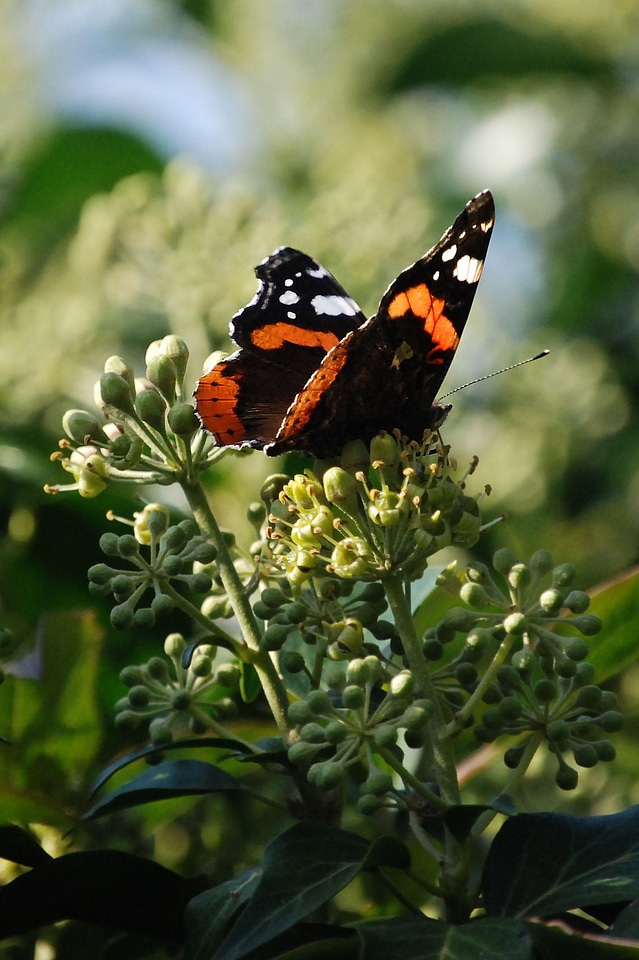 Butterfly insect wing