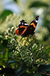 Butterfly insect wing