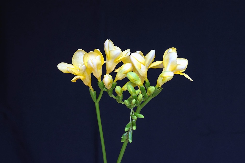 Blossom bud flora