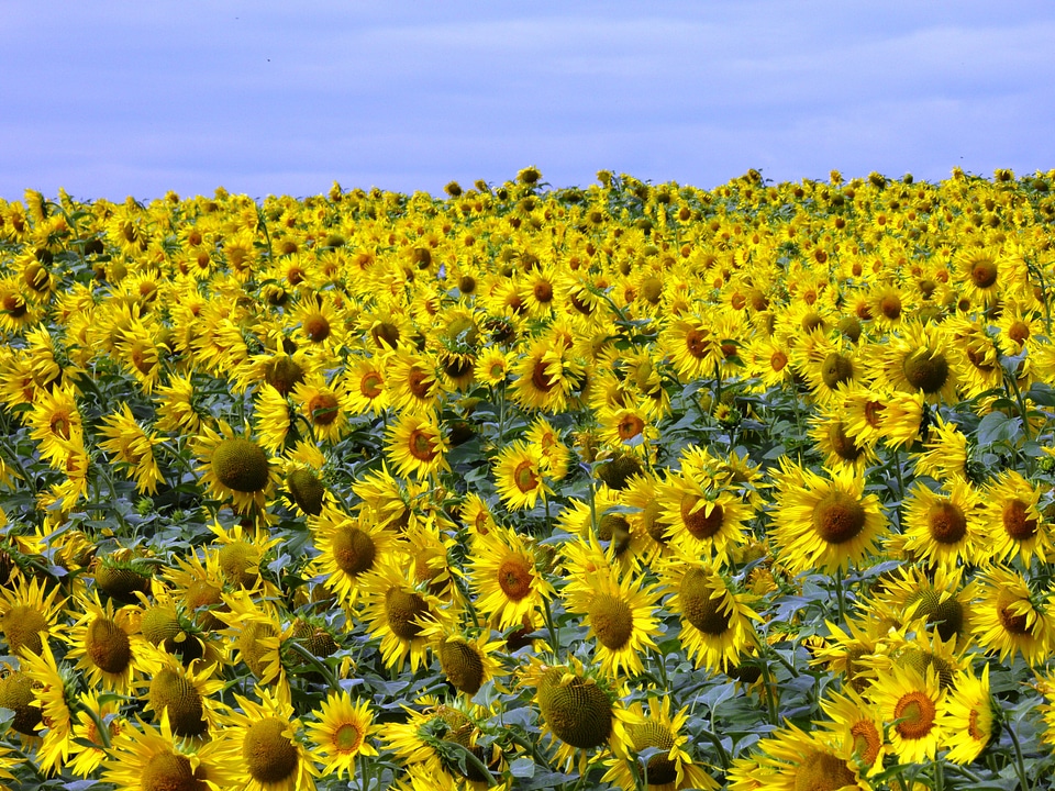 Sunflower wind sunflower field photo