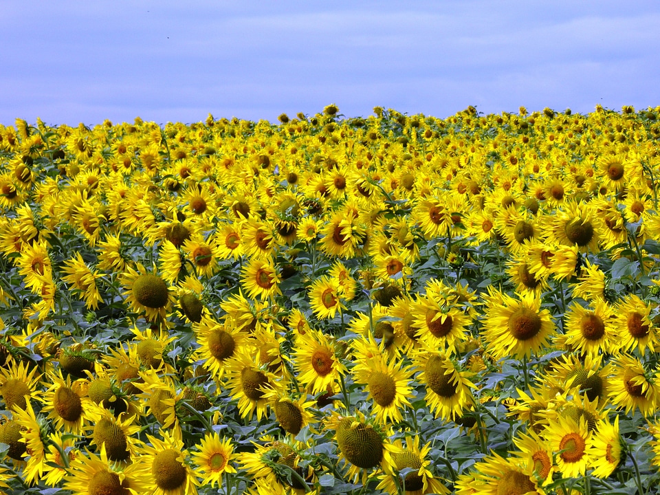 Sunflower wind sunflower field