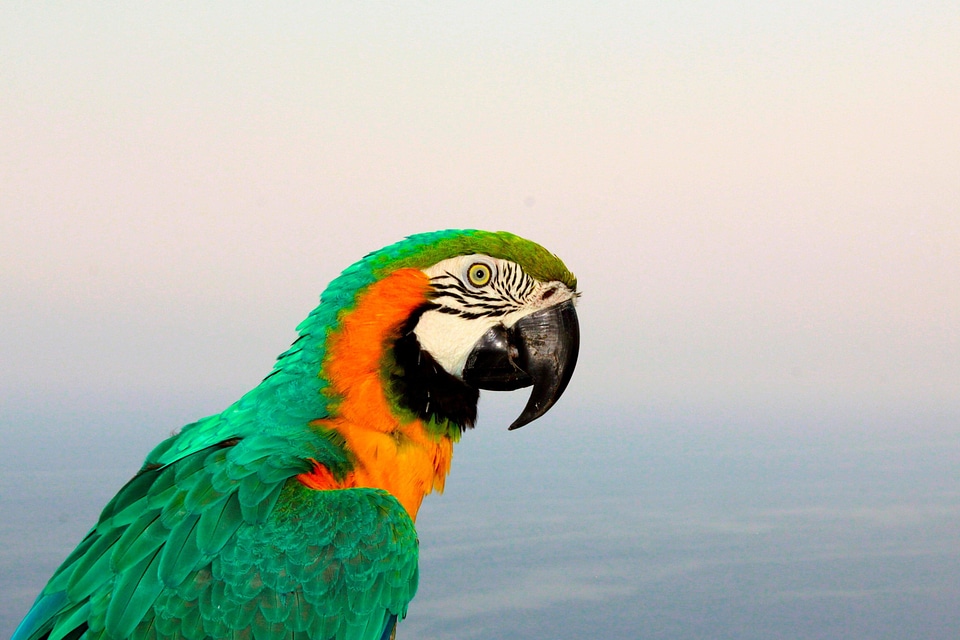 Bird colorful feather