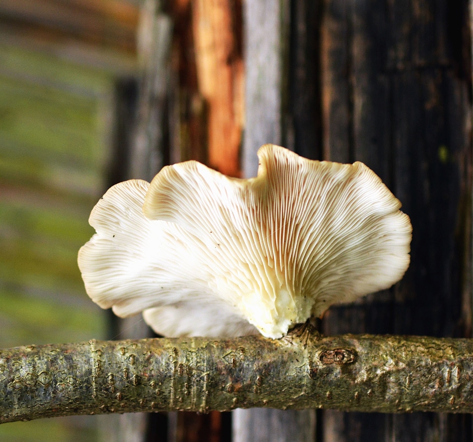 Branch diet flora