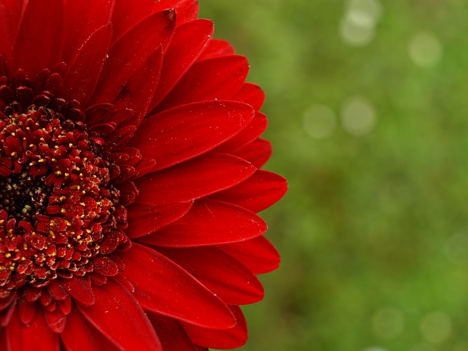 Petals blossom bloom