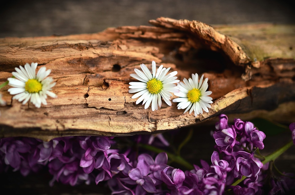 Beautiful Photo bloom daisy