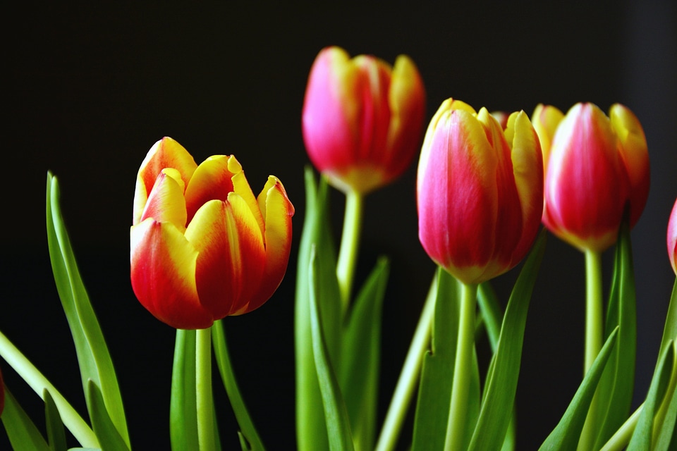 Beautiful Flowers beautiful photo bloom