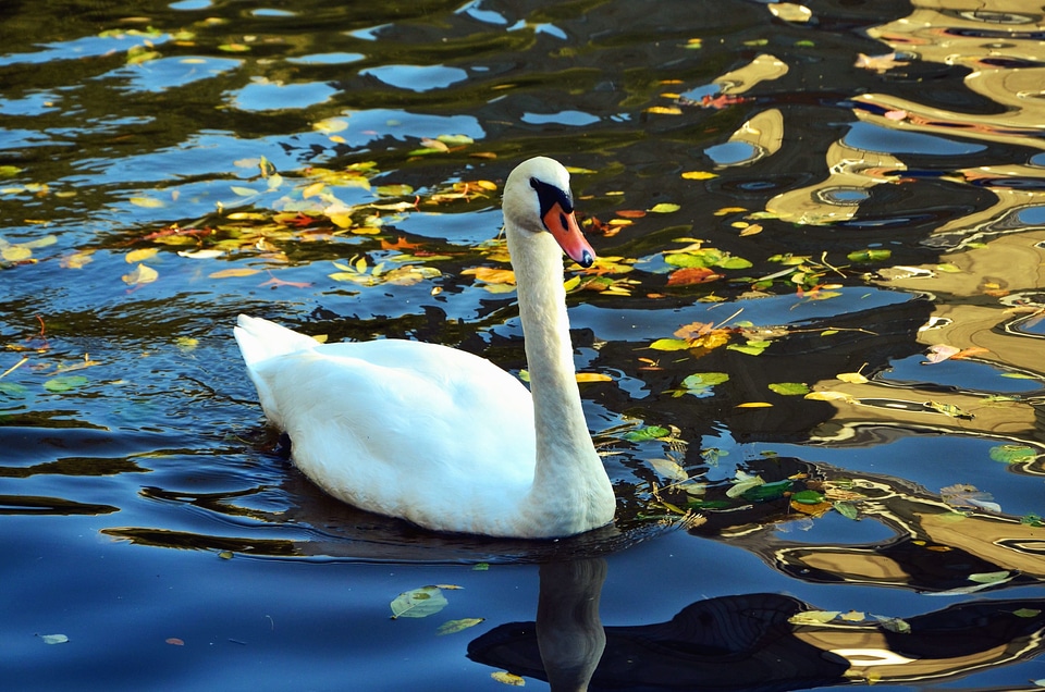 Animal aquatic bird beautiful photo