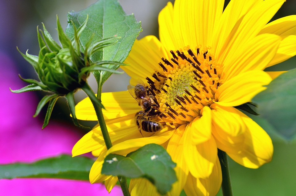 Beautiful Photo bee blossom