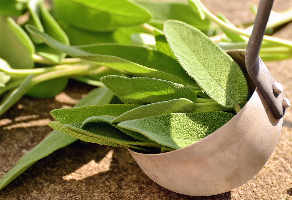 Green Leaves leaf plant
