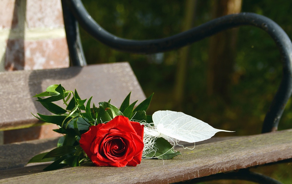 Beautiful Photo bench blossom