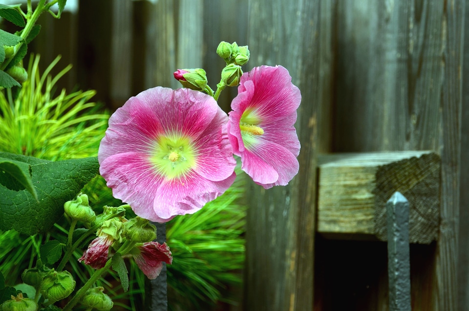 Beautiful Photo blossom fence
