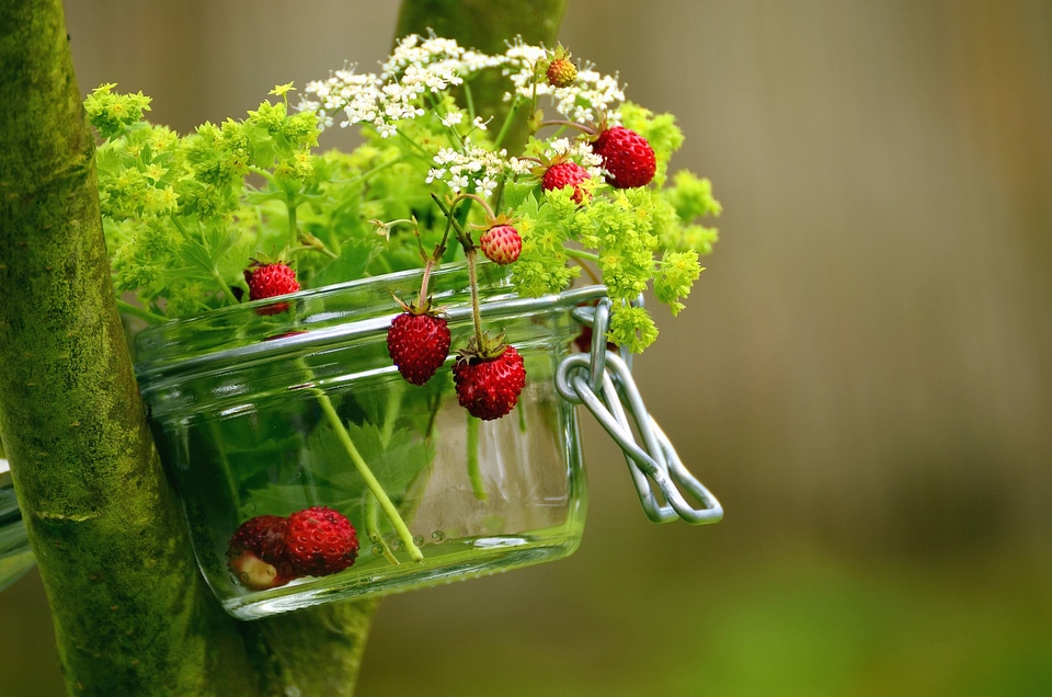 Elderberry glass jar photo