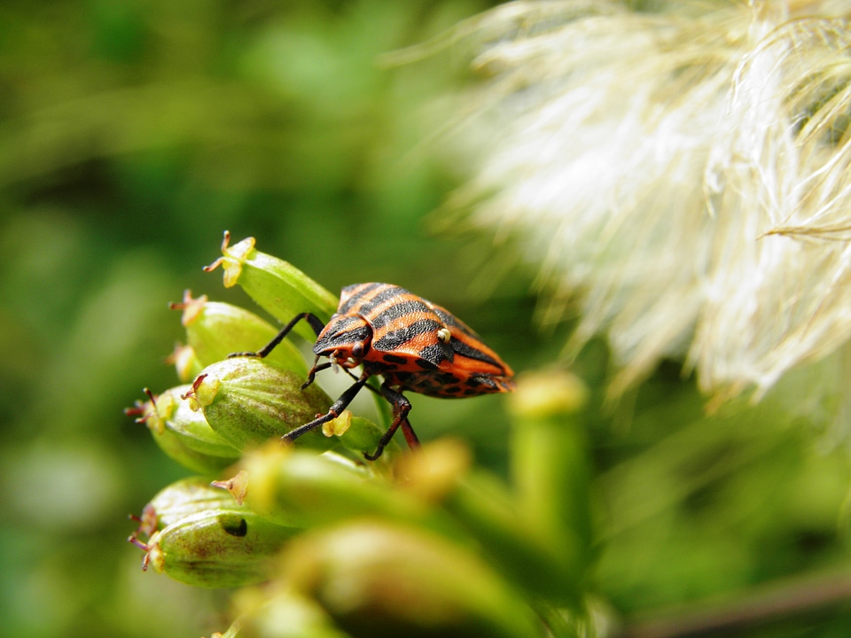 Bedbugs beetle insect