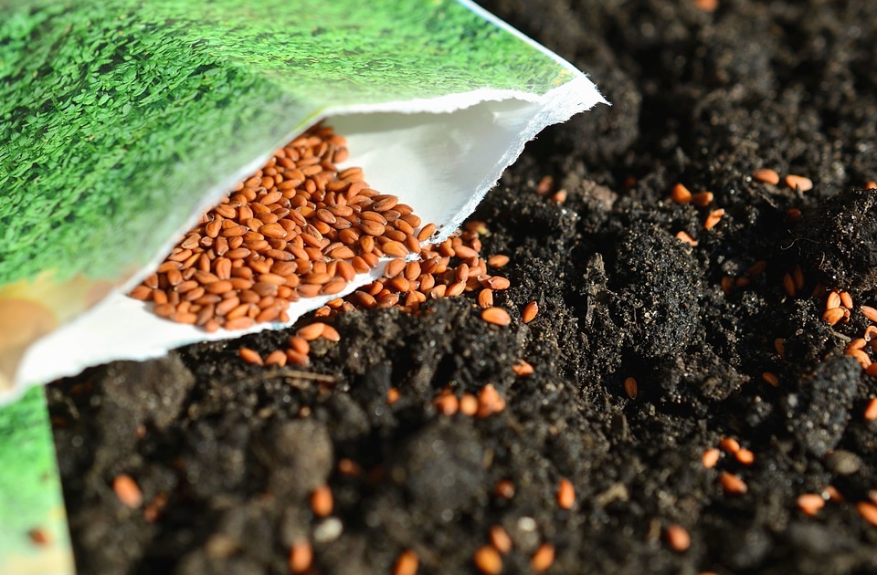 Agriculture kernel plant
